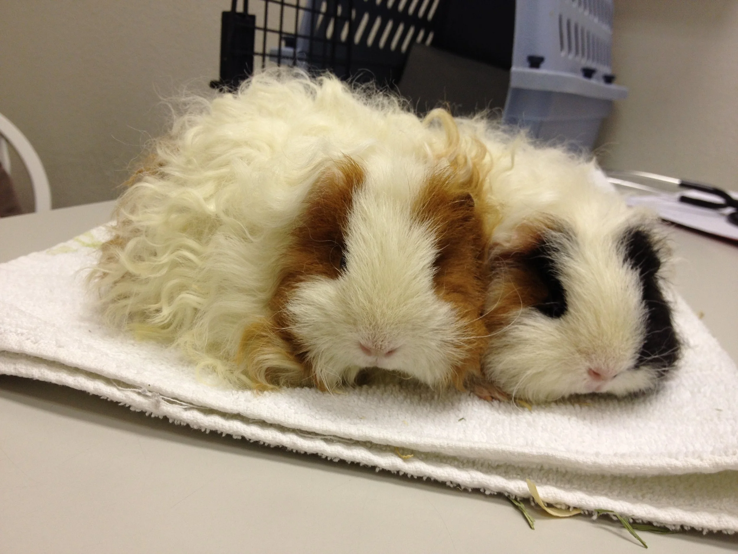 Scales & Tails Exotic Pet Clinic