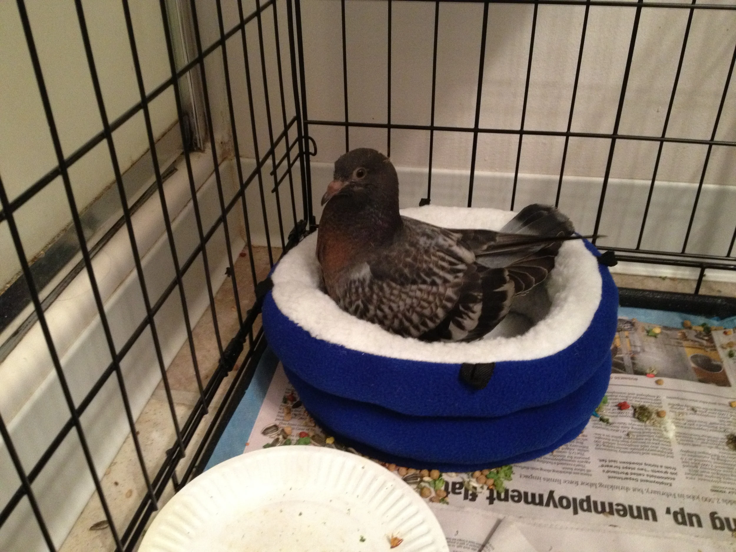 Scales & Tails Exotic Pet Clinic