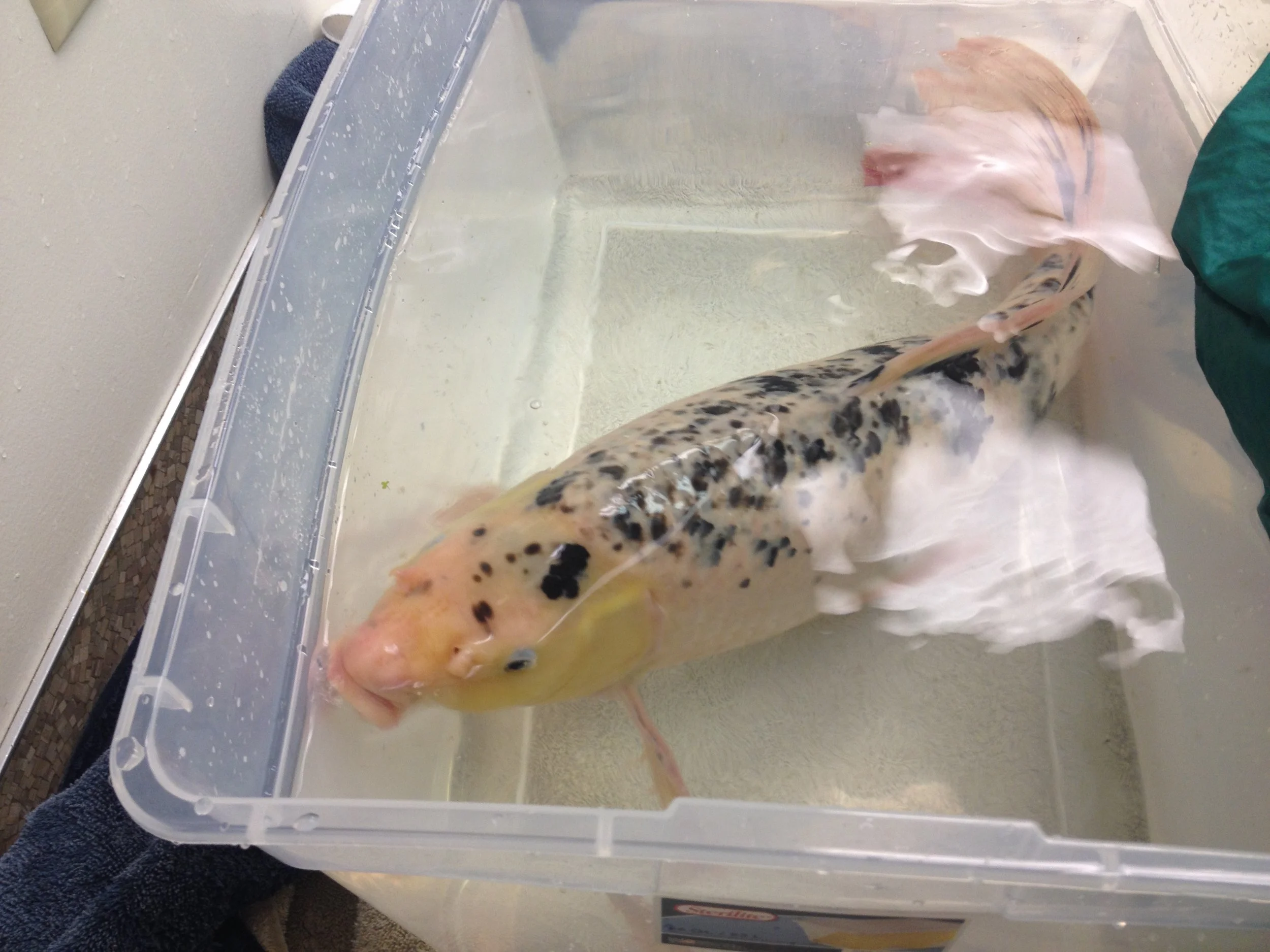 Scales & Tails Exotic Pet Clinic