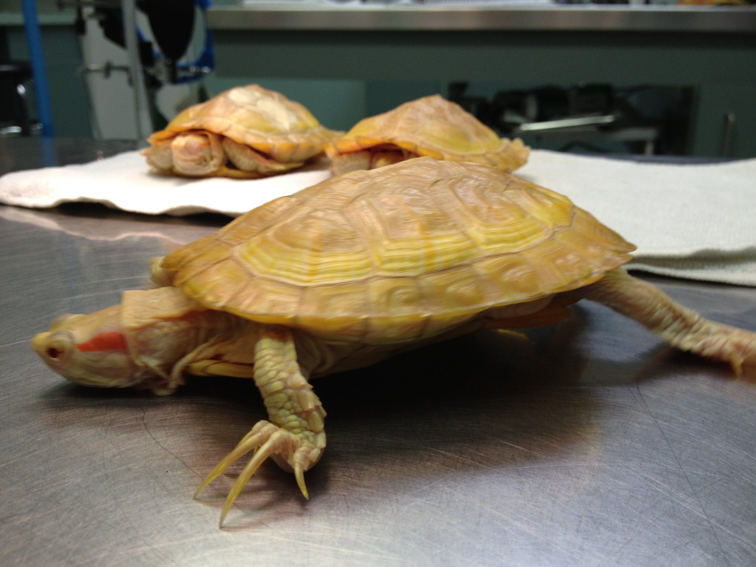 Scales & Tails Exotic Pet Clinic