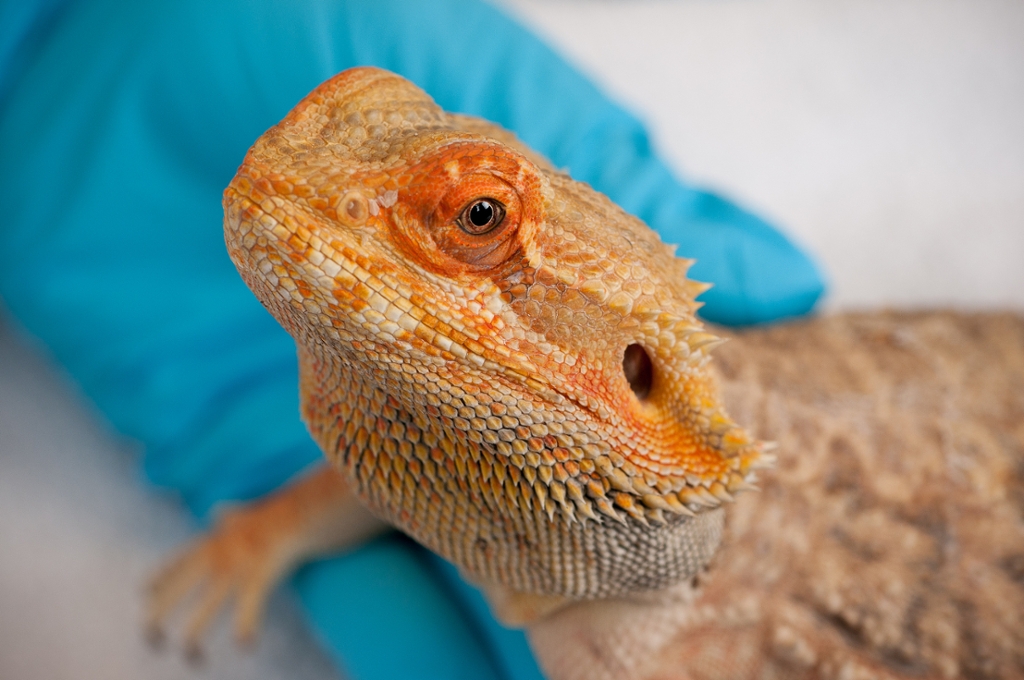 Healthy Scales - Brisbane Bird & Exotics Veterinary Service