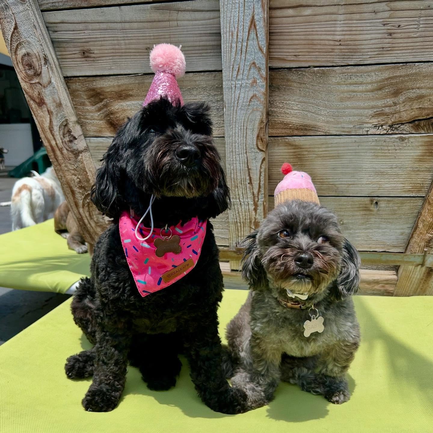 Happy Birthday Gigi &amp; Rain!!! 🎉🎉🎉