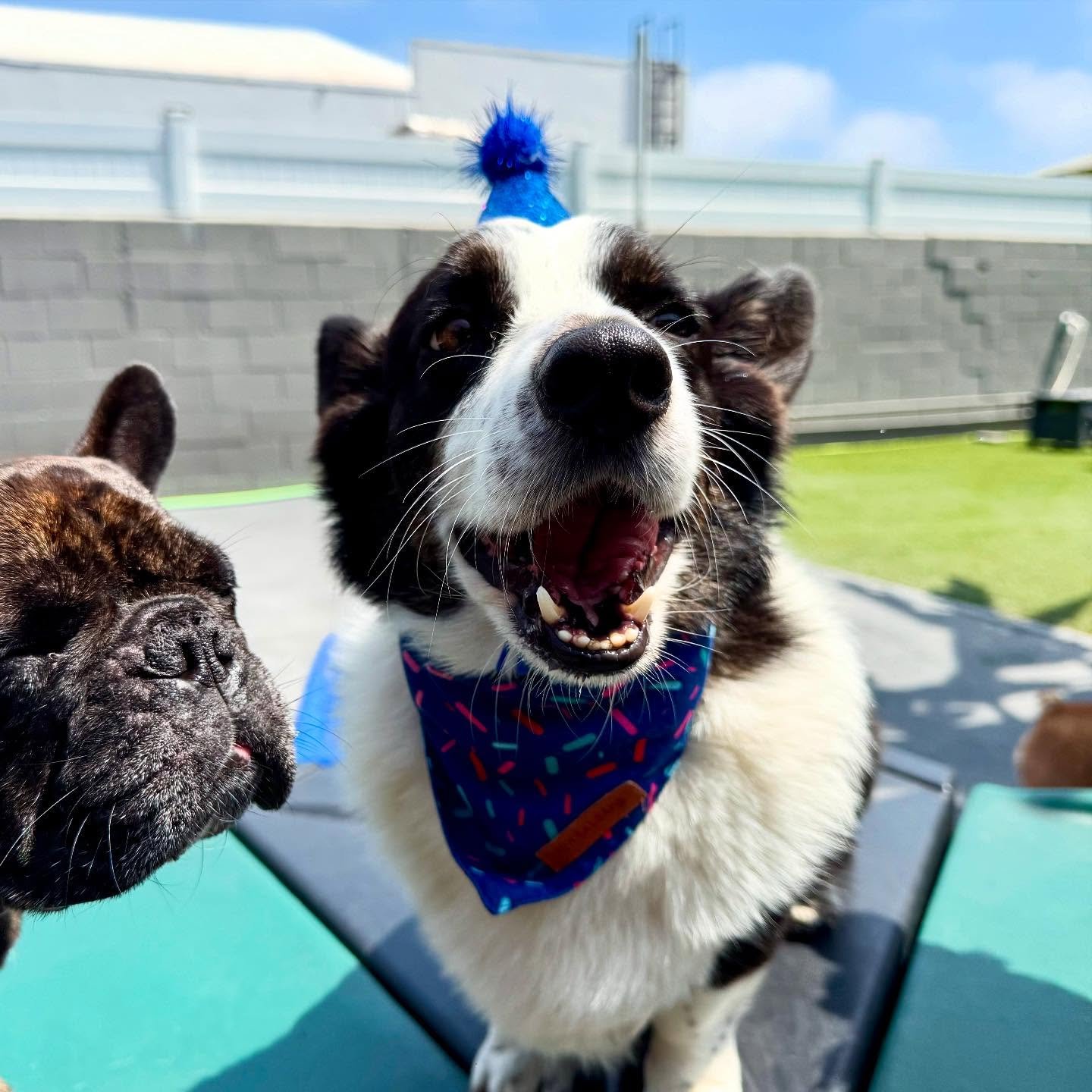 Happy Birthday Bilbo! 🎉