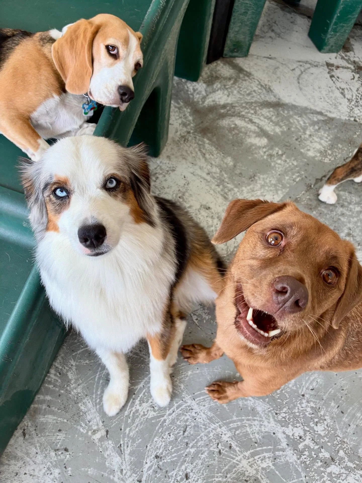 🐩 🐾🐕🦴