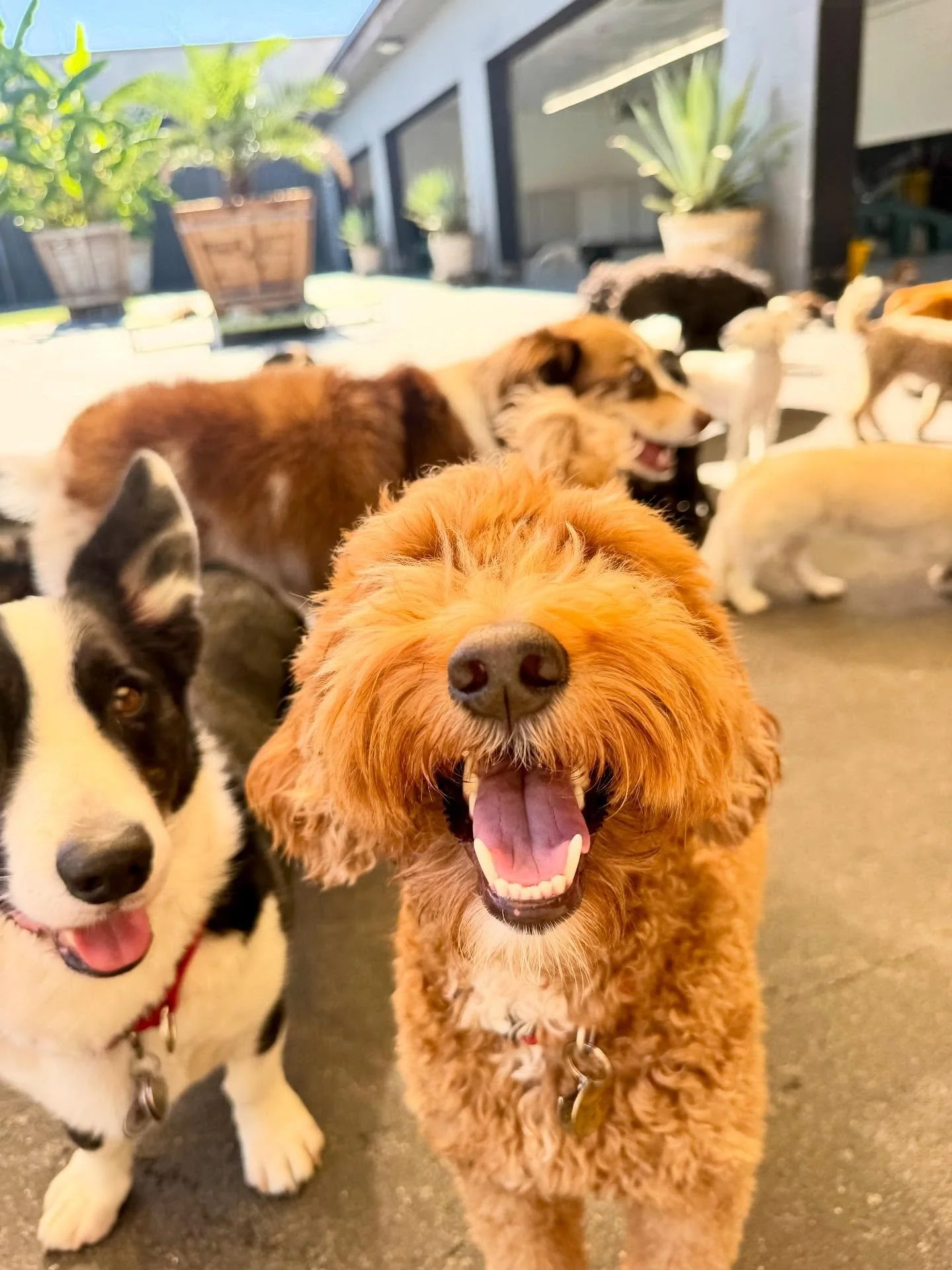 Small Pack today 🐶