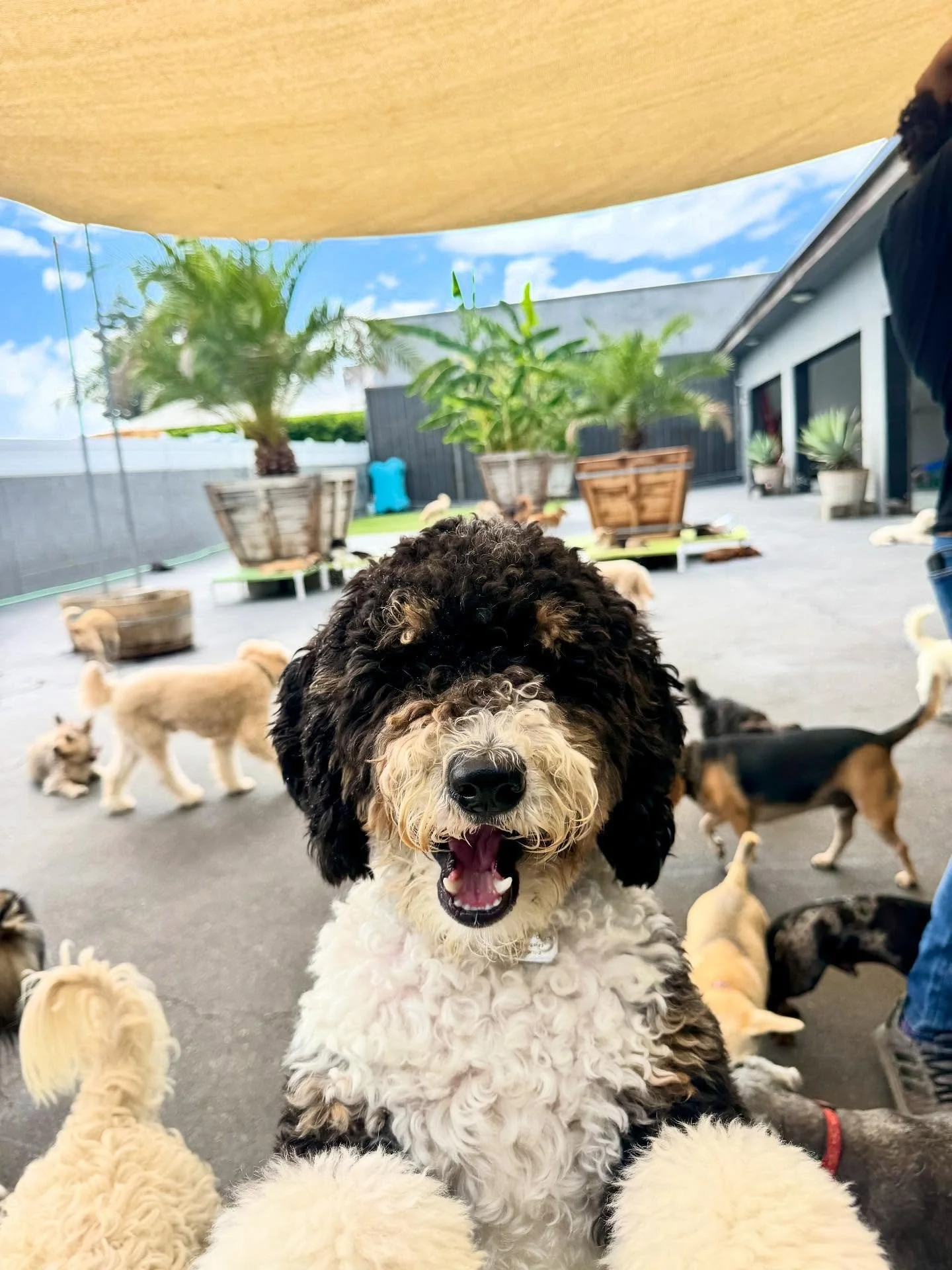🐾🐾🐾