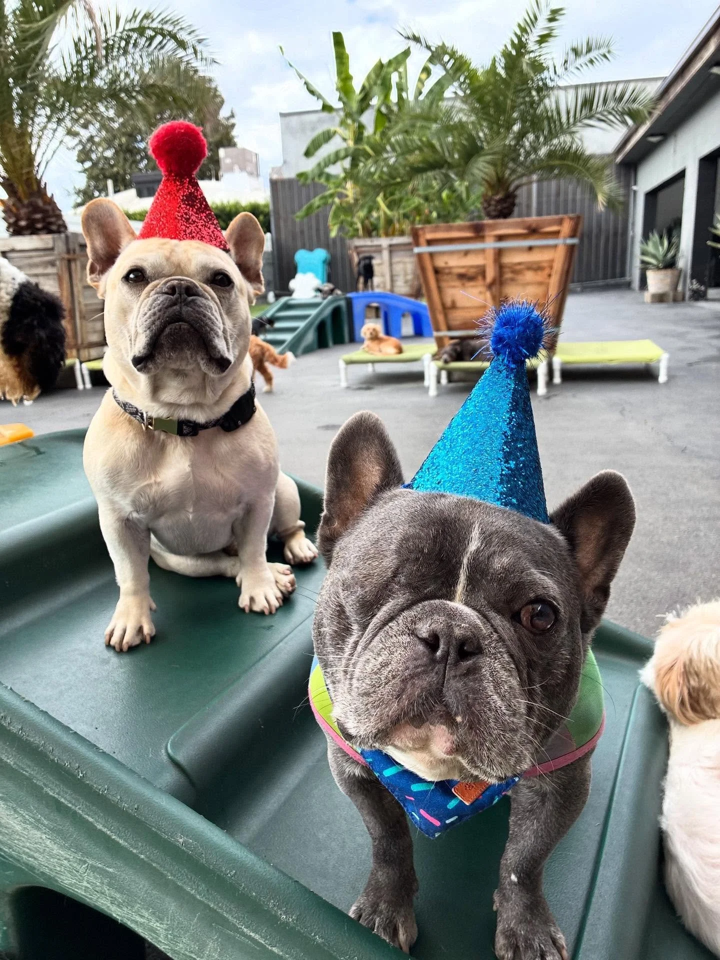 Happy Birthday Morty!!! 🎉