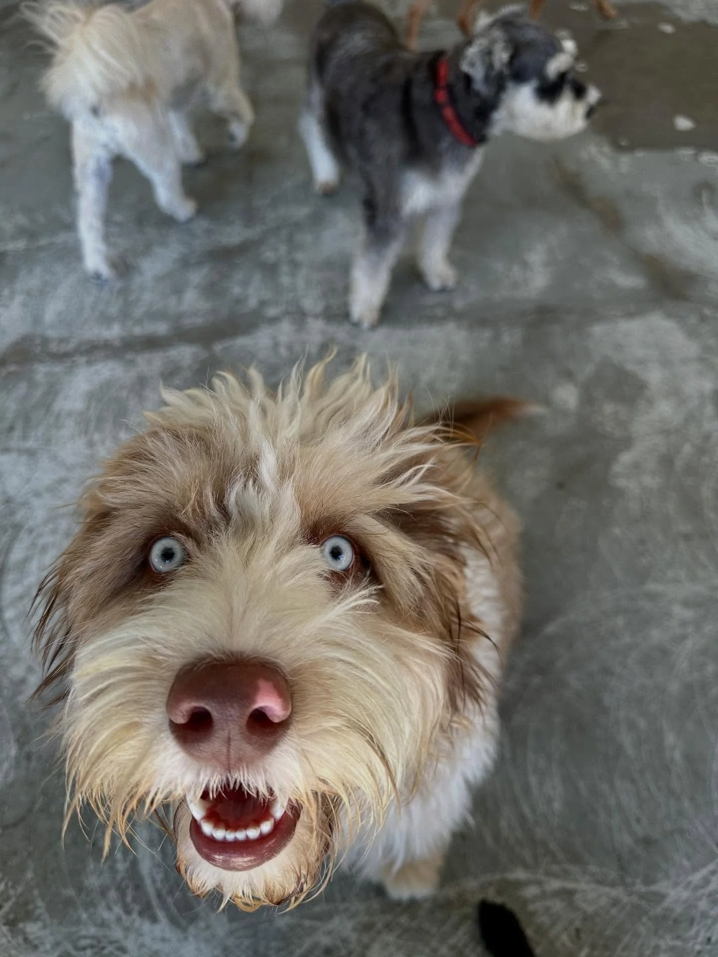 🐕🐕🐕