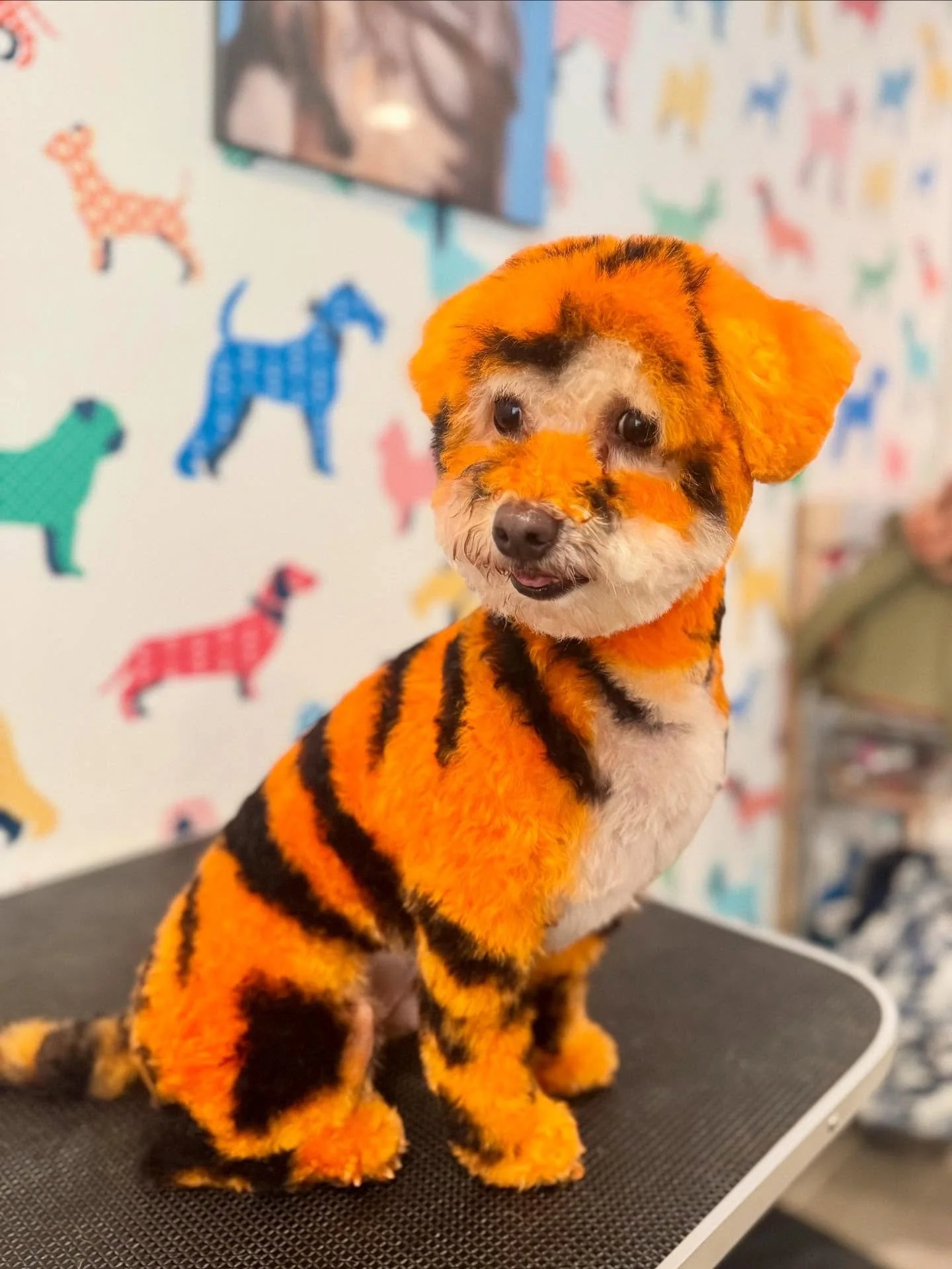 Harley David is ready for Halloween! 🎃 🐅 👻