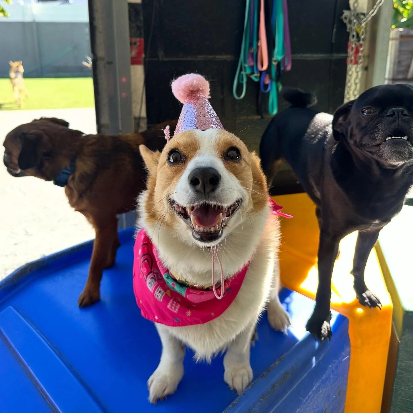 Happy Birthday Mango!!! 🧁🧁🧁