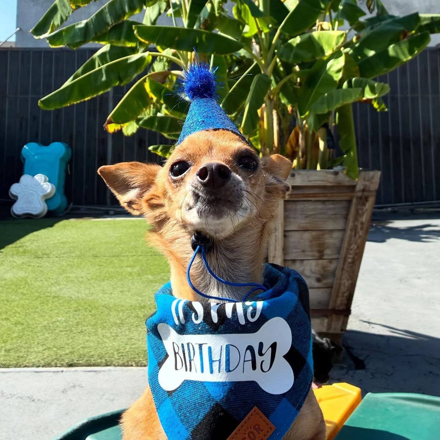 Happy Birthday Franklin!!! 🥳