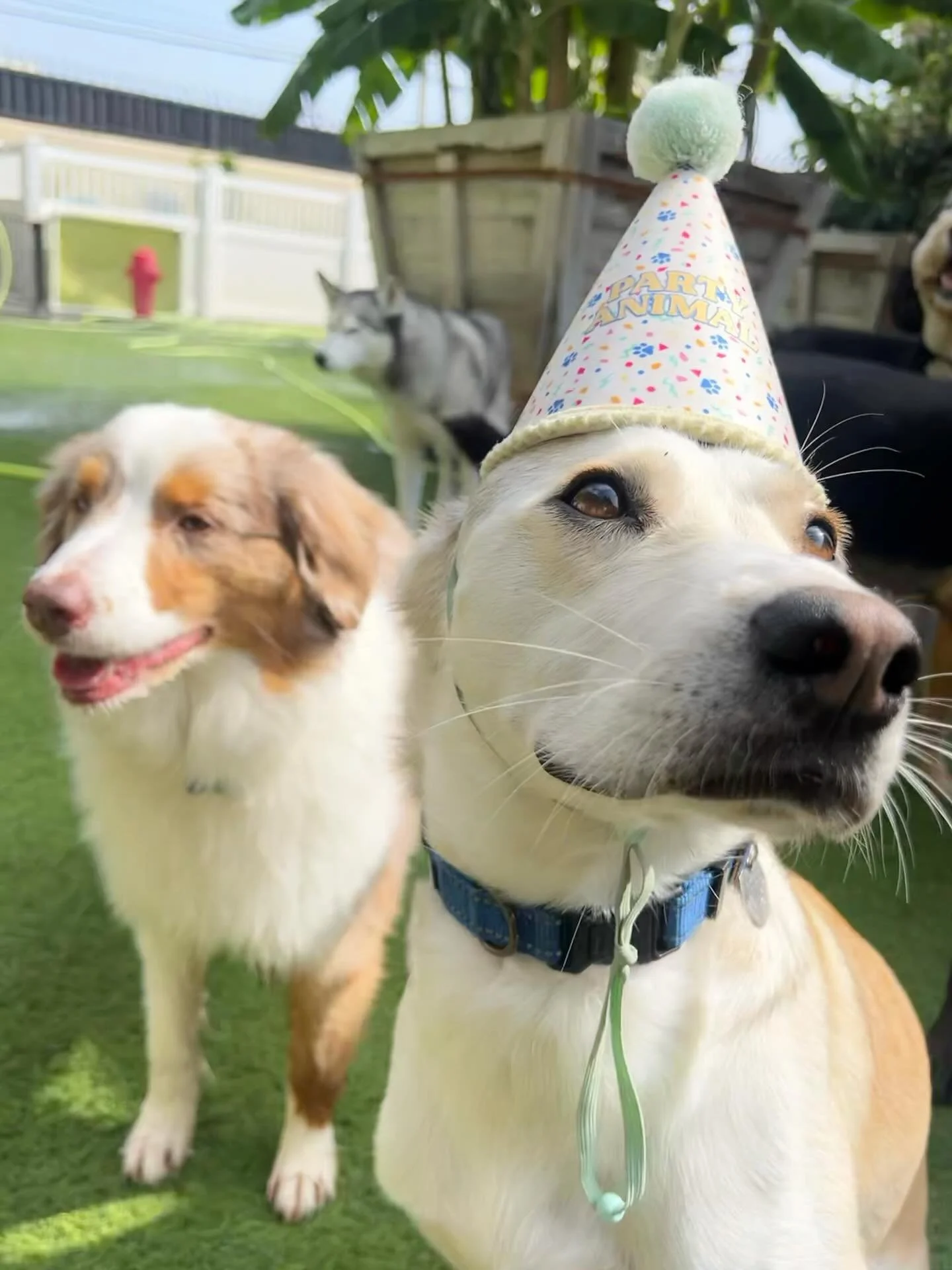 Happy Birthday Cooper!!! 🎉🎉🎉