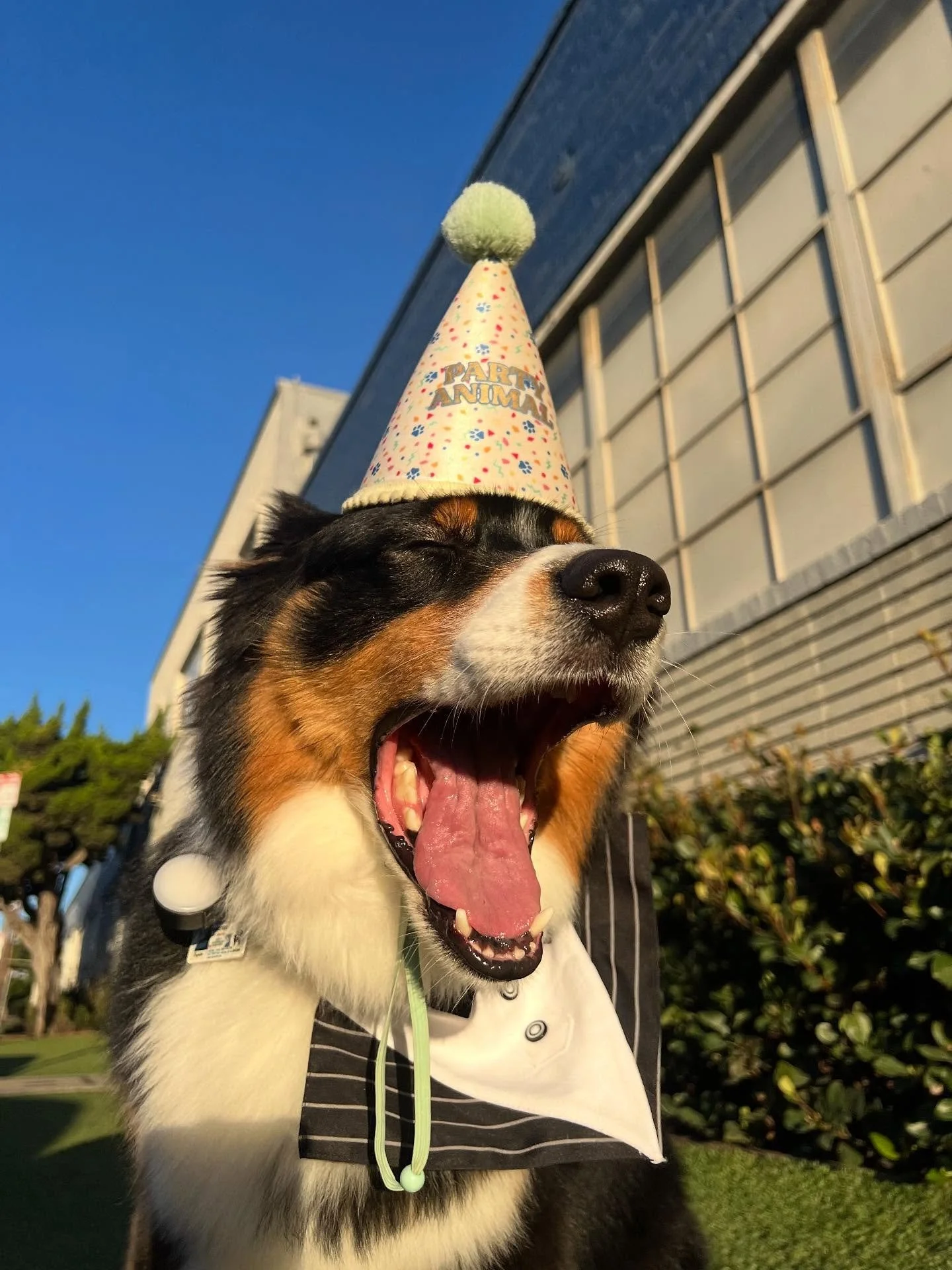 Happy Birthday Bigotes!!! 🎉🎉🎉