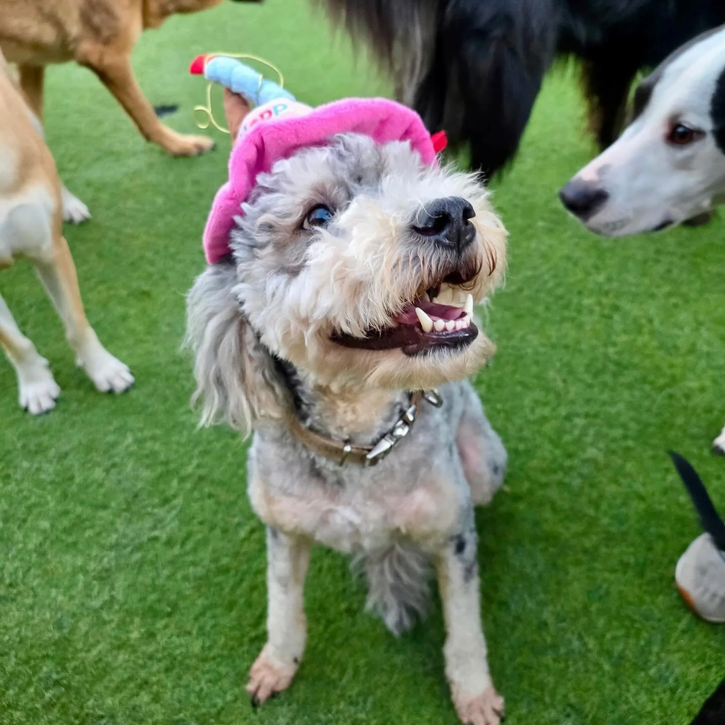 Happy Birthday Luna!!! 🎈🎈🎈