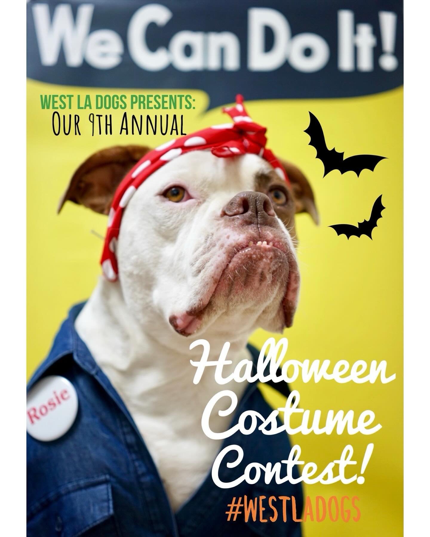 Don&rsquo;t forget to tag us in your dog&rsquo;s halloween costume pics today by 6pm!!! 🎃 Happy Halloween!!! 🎃 🍂👻