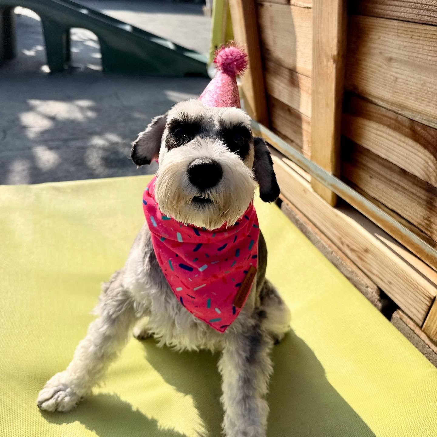 Happy Birthday Lulu!!! 🥳🥳🥳