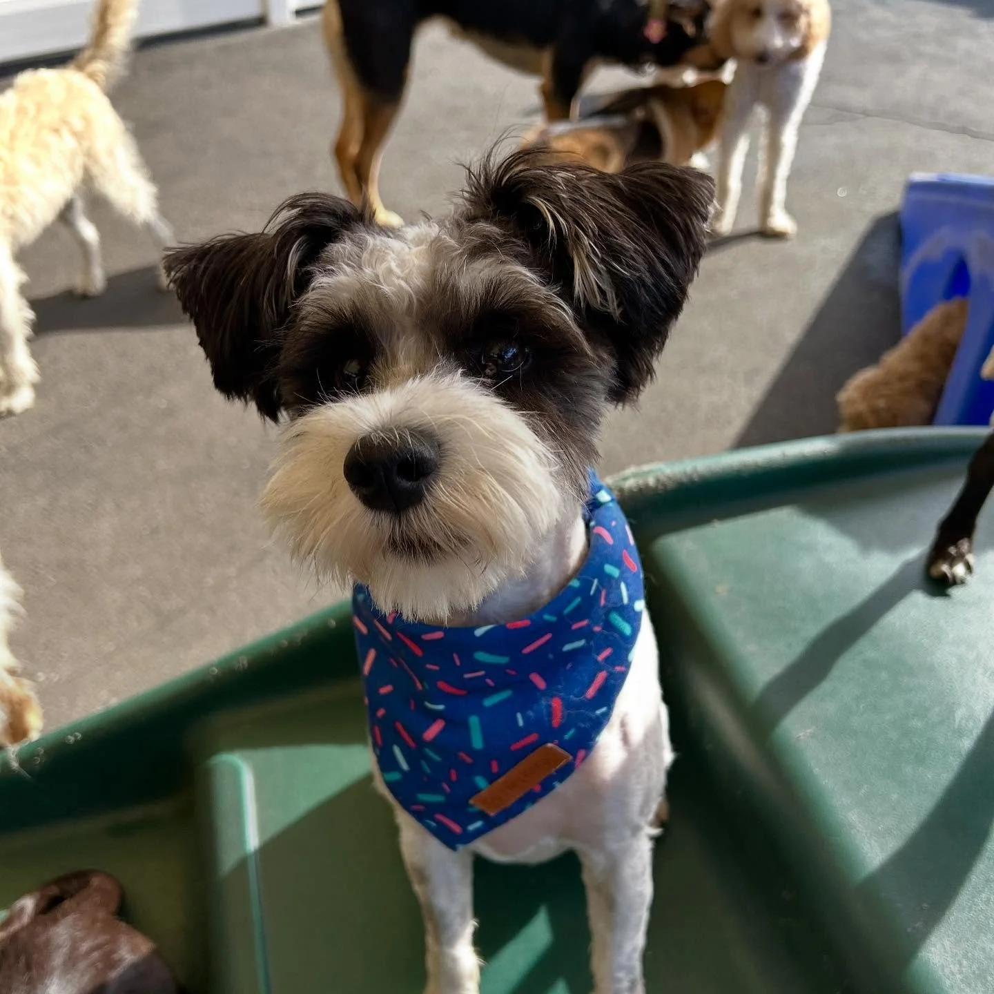 Happy Birthday Jax! 🎈🎈🎈