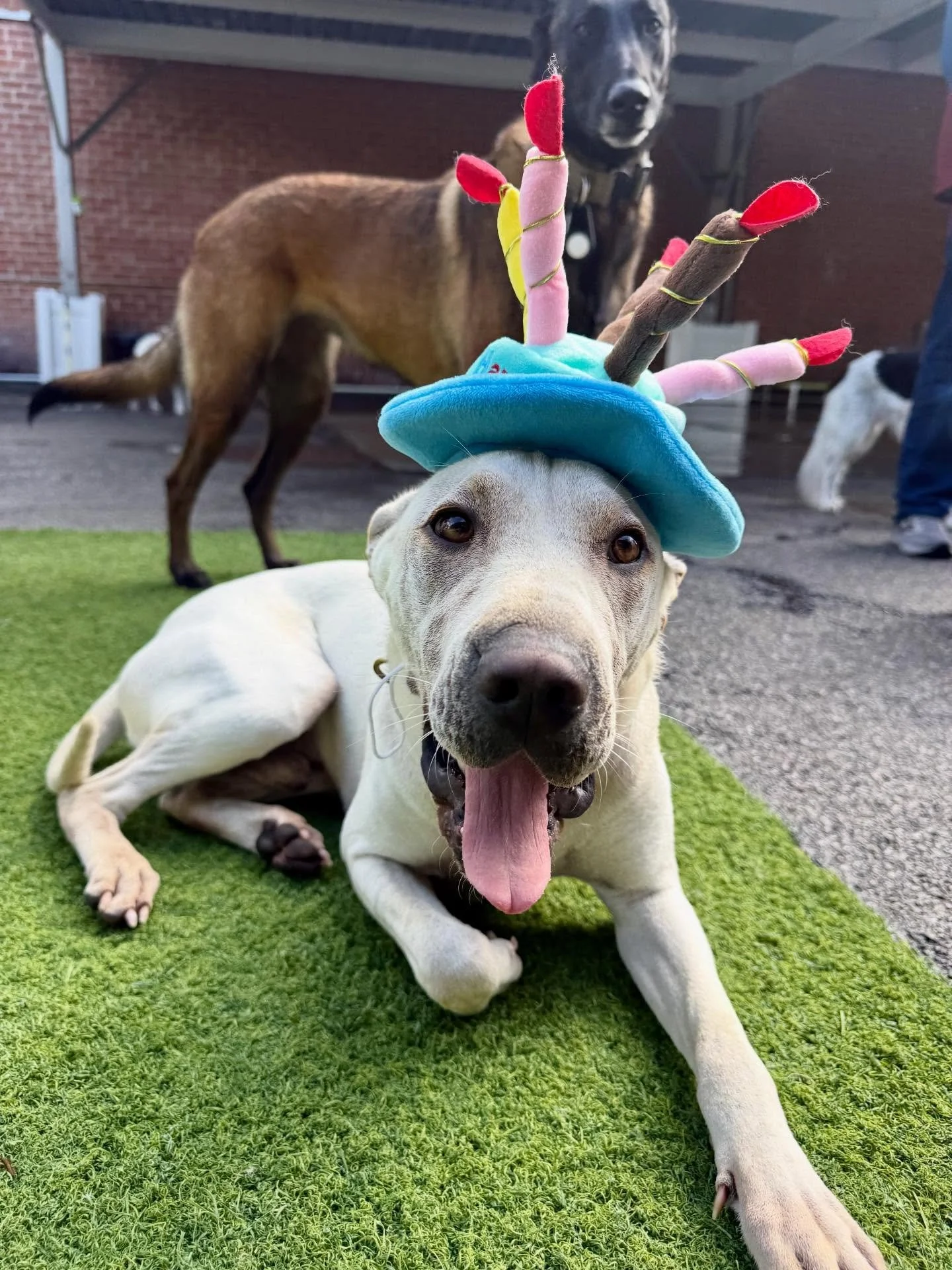 Happy Birthday Enzo!!! 🎈🎈🎈