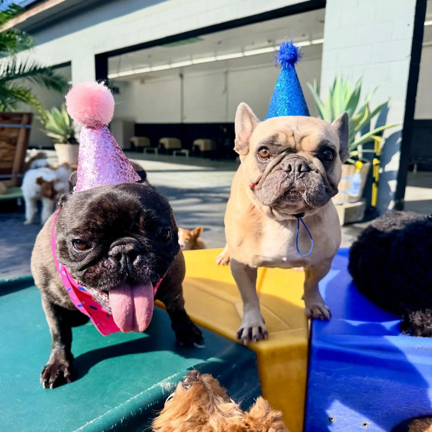 Happy 8th Birthday Kaia!!! 🧁🧁🧁