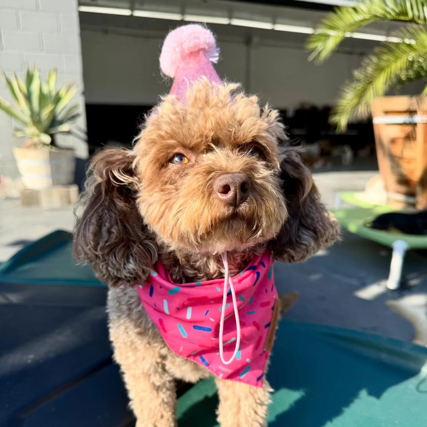 Happy Birthday Marisol!!! 🎈🎈🎈