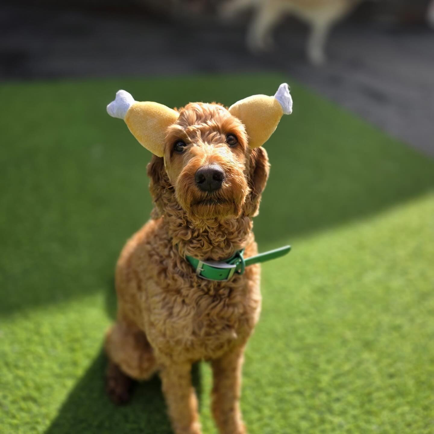 Happy Thanksgiving!!! 🦃🍗🍂🙏🍁