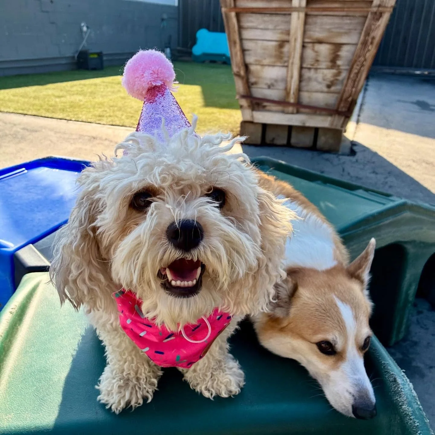 Happy 4th Birthday Sadie!!! 🥳🎈🎂