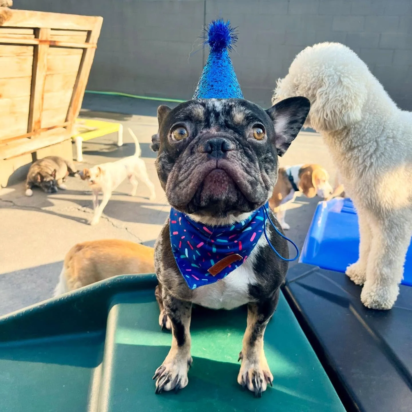 Happy Birthday Gus!!! 🥳🥳🥳