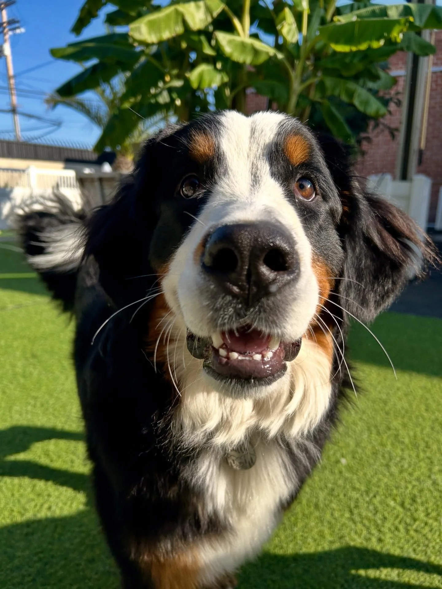 Today&rsquo;s Crew 🐾