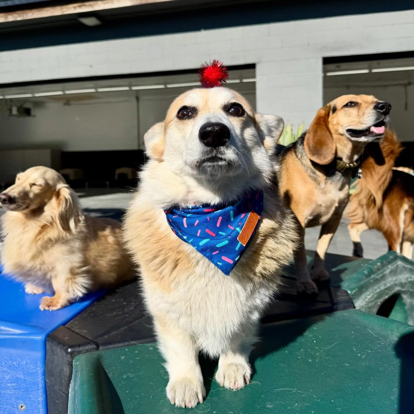 Happy Birthday Sammy! 🎈🎈🎈