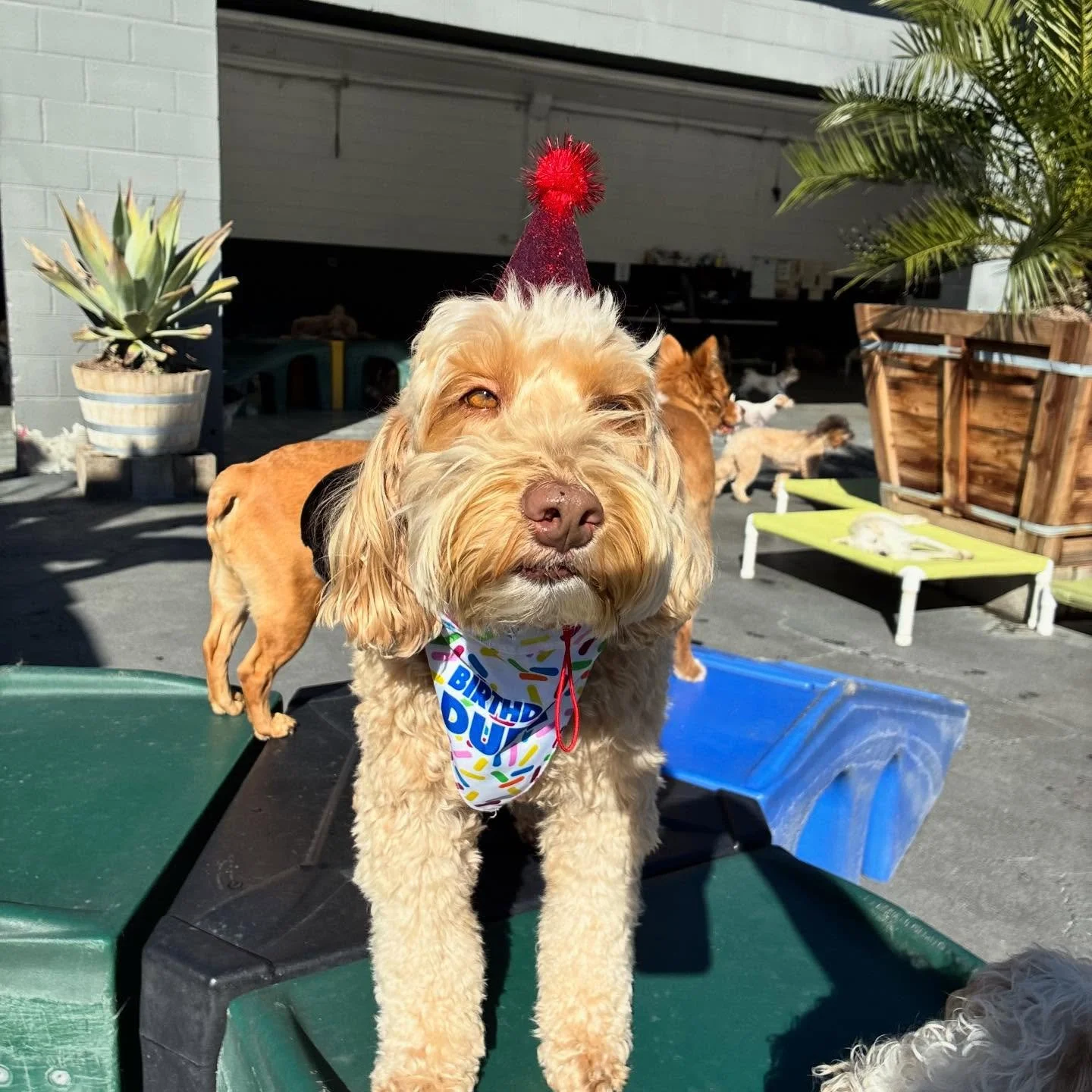 Happy Birthday Berkeley!!! 🍰🍰🍰