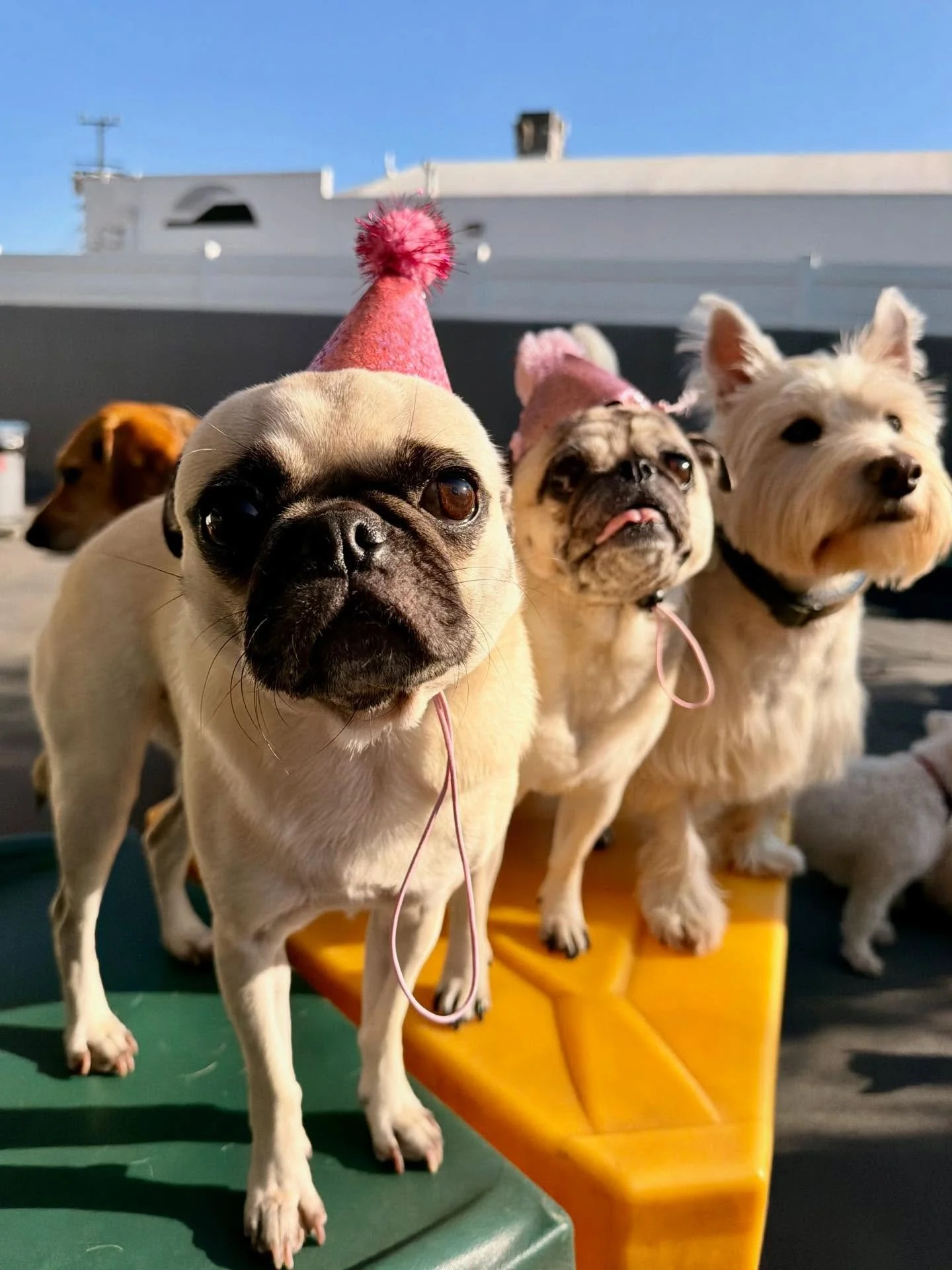 Happy Birthday Suzy! 💞💞💞