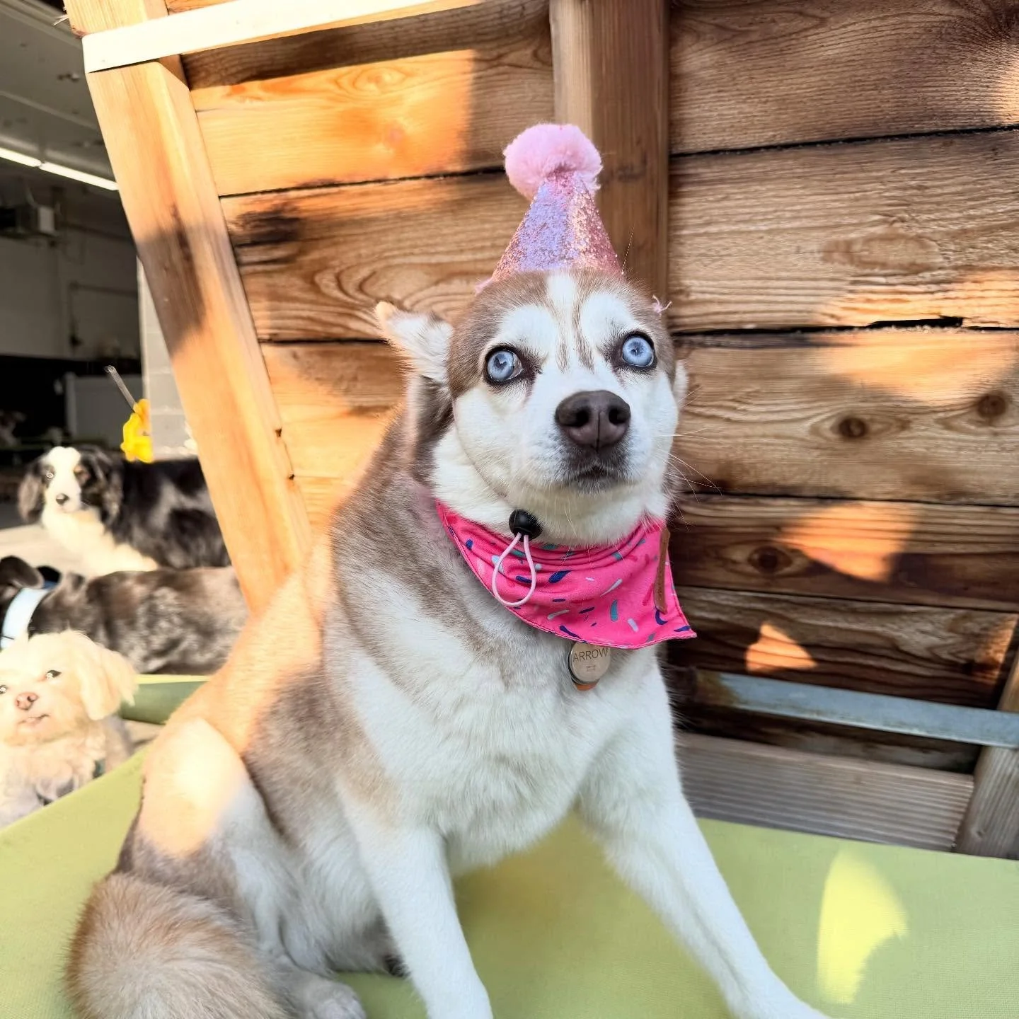 Happy Birthday Arrow!! 🥳🥳🥳