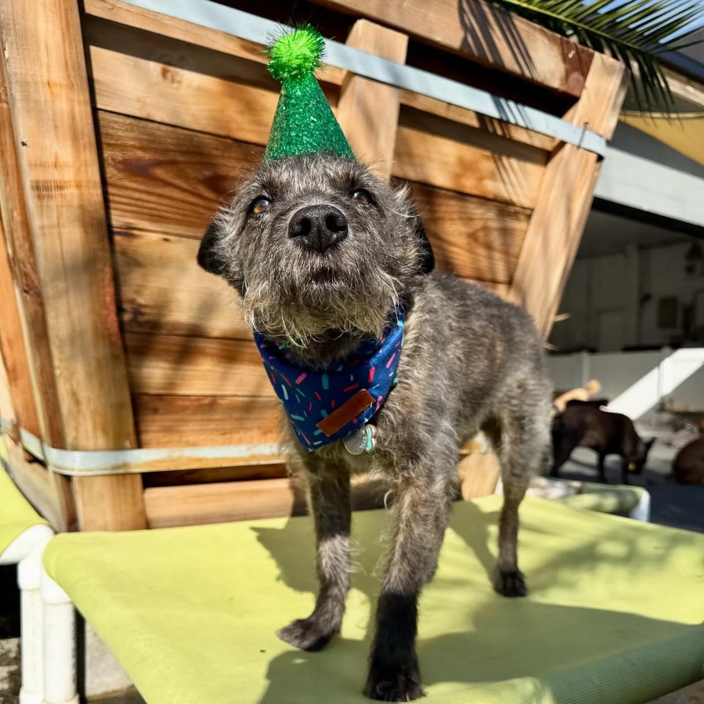 Happy Birthday Henry!!! 🎉