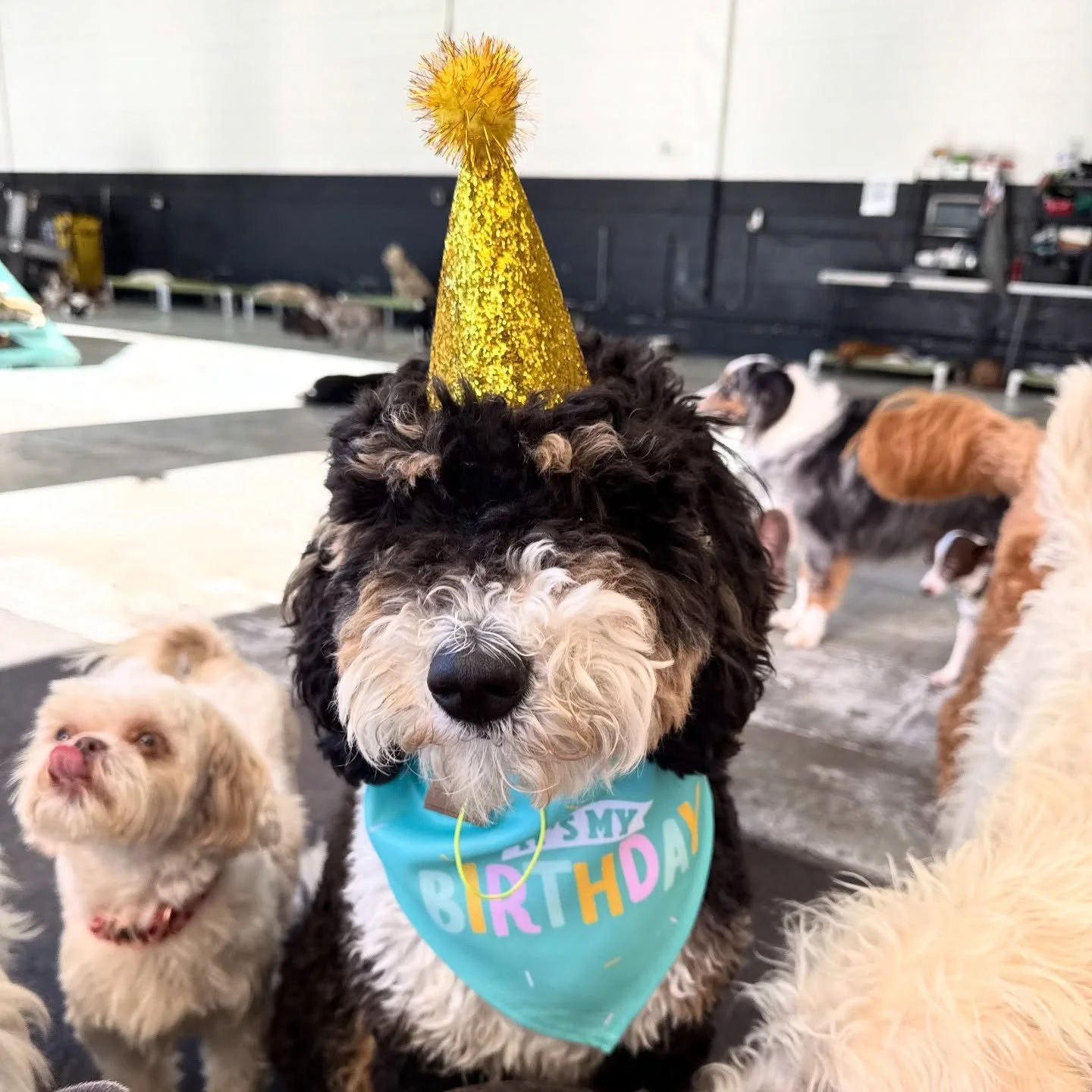 Happy Birthday Morris! 🎉