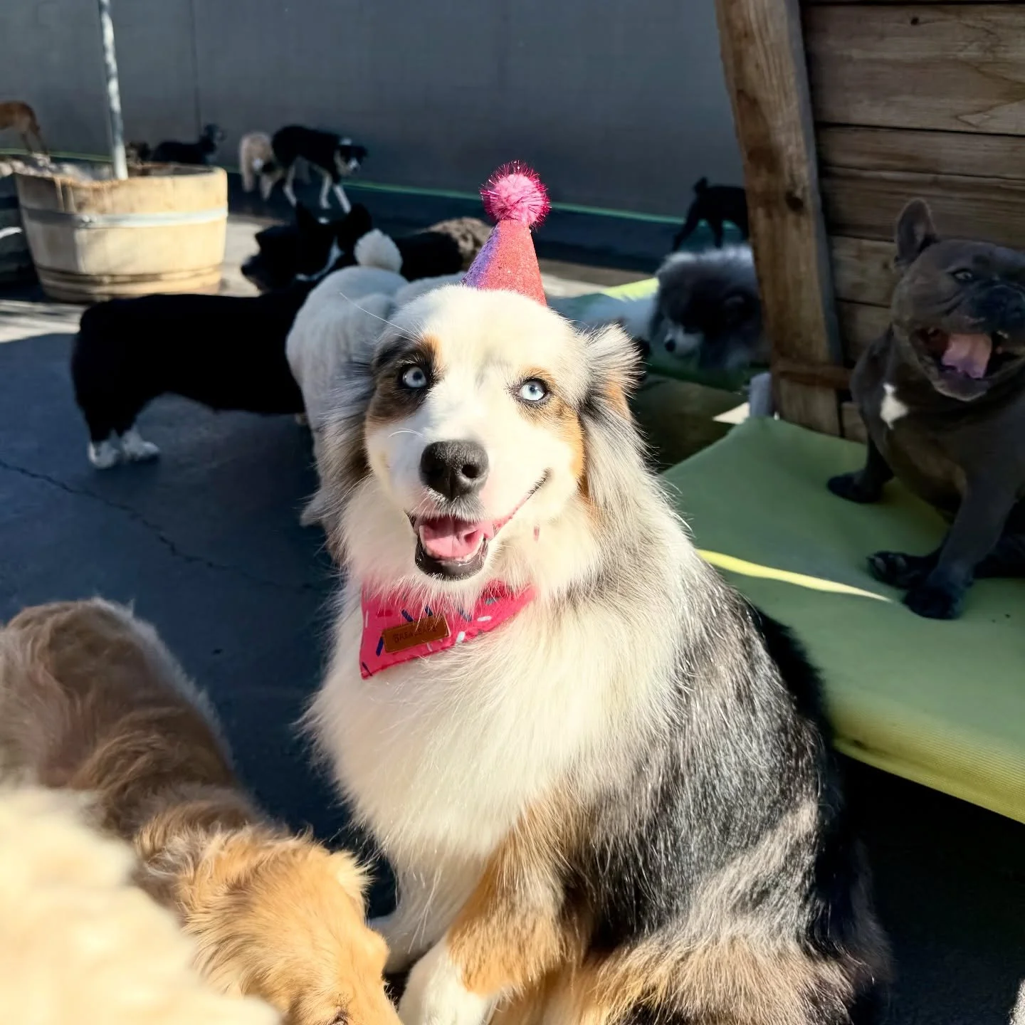 Happy Birthday Kora!! 💖