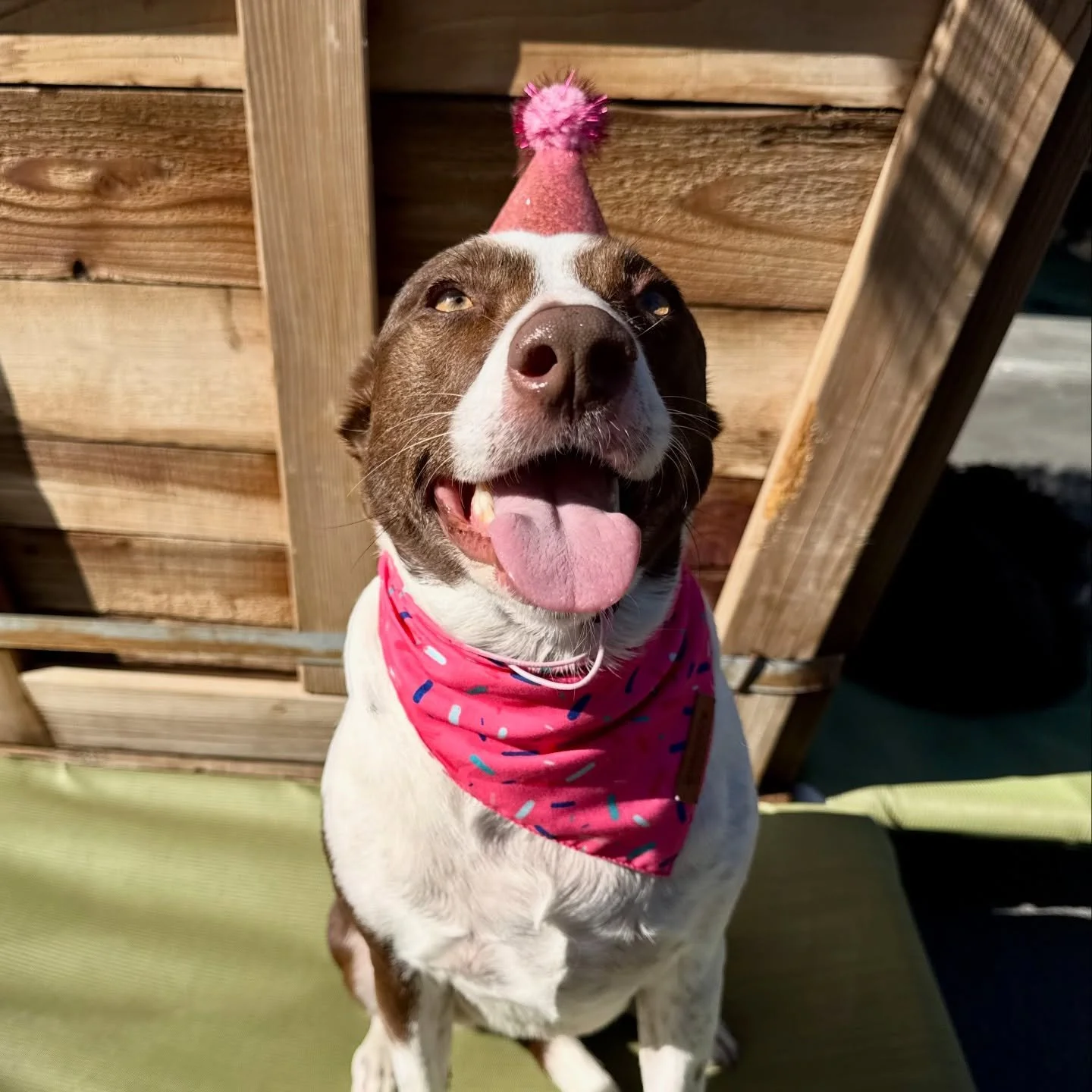 Happy Birthday Lennox &amp; Coco! 🎂🎂🎂