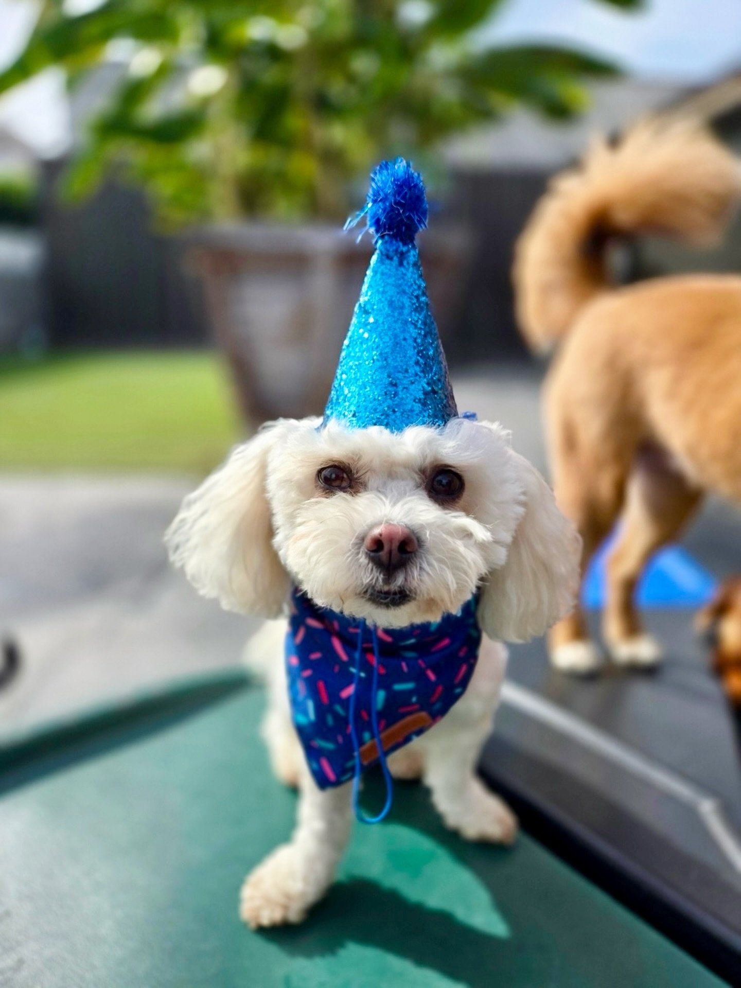 Happy Birthday Snulli! 🎈🎈🎈