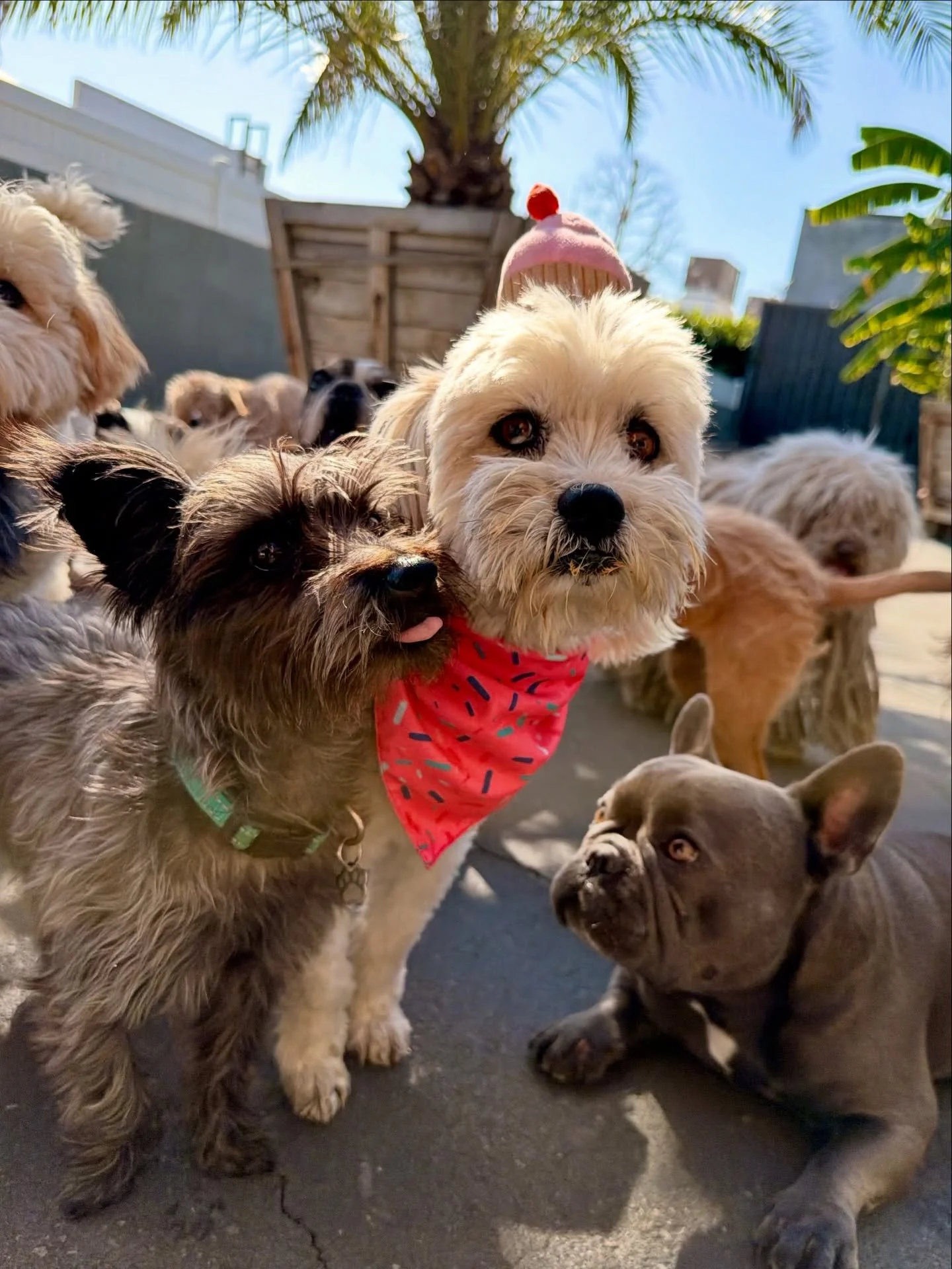 Happy Birthday Gigi!! 🧁🧁🧁