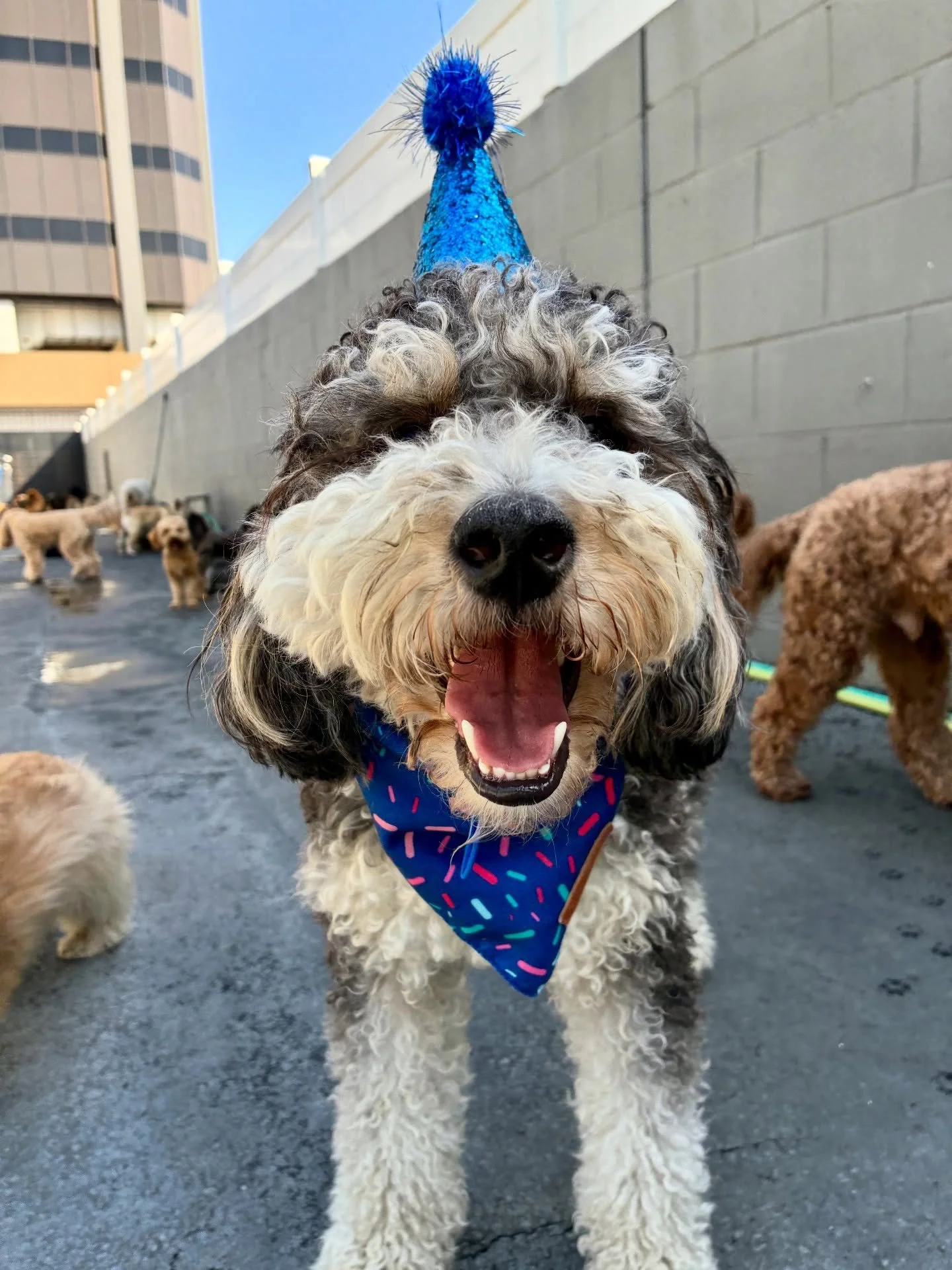 Happy Birthday Bumble &amp; Arlo!!! 🎈🎈🎈