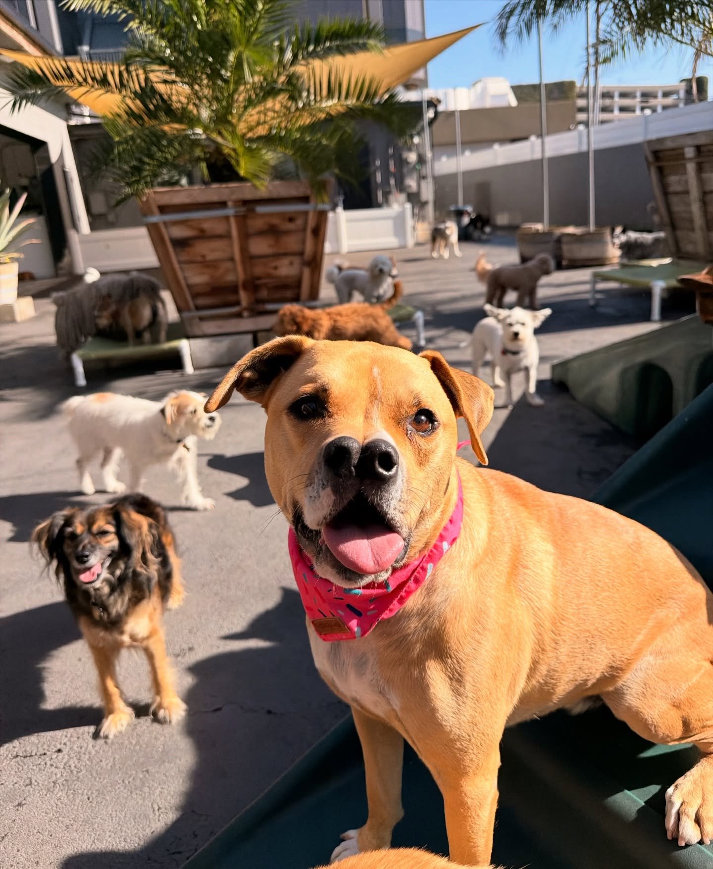 Happy Birthday Scout!!! 🎈