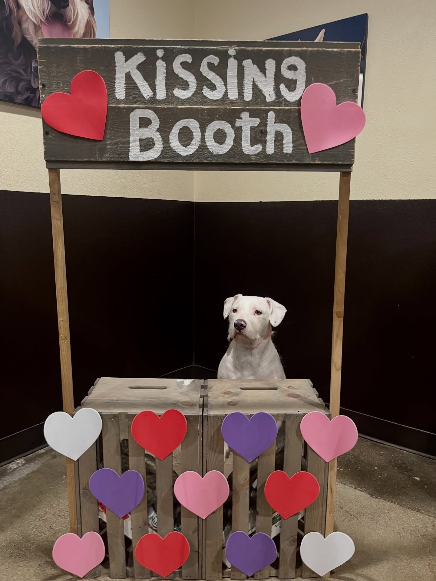Come smooch these pooches! 💋💘❤️