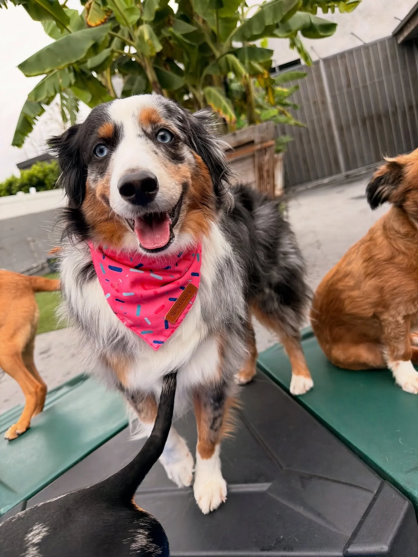 Happy Birthday Dallas &amp; Copper!!! 🍰🍰🍰