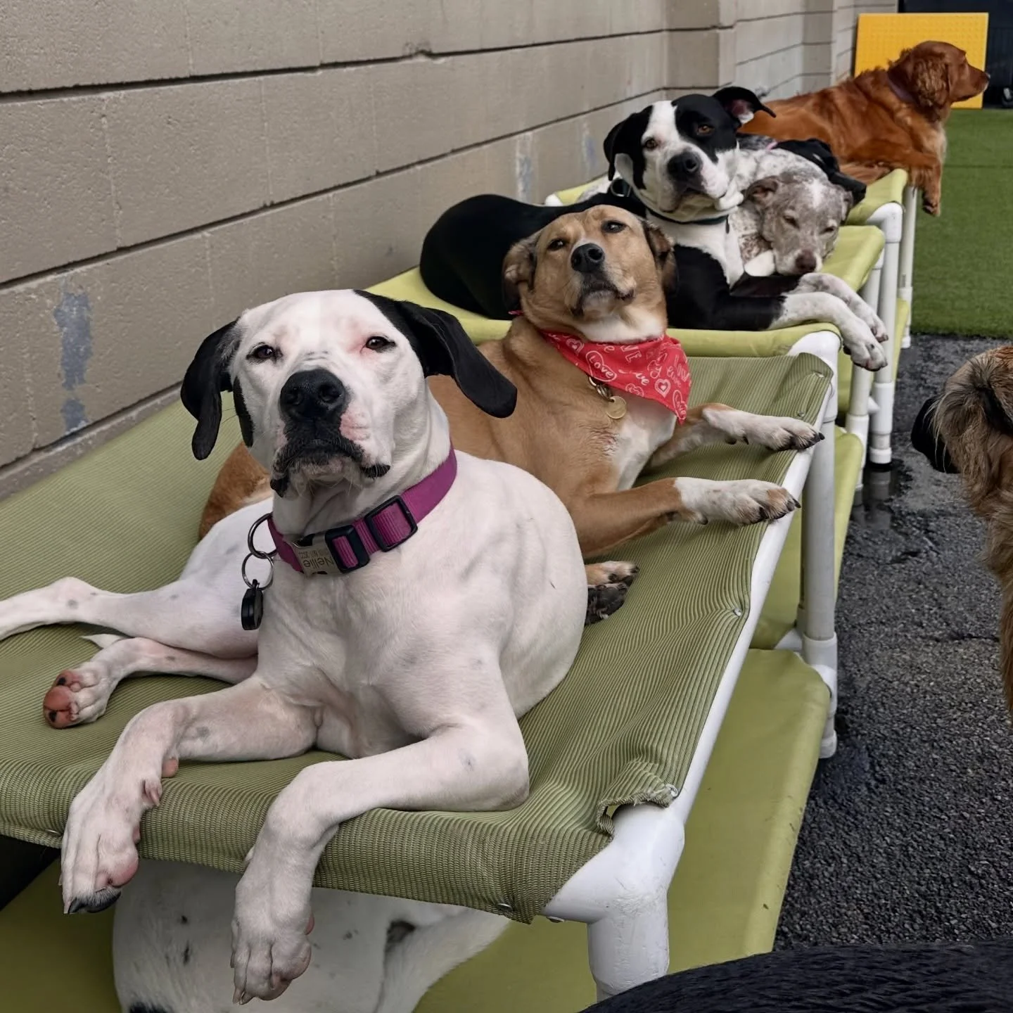 Today&rsquo;s Pack 🐾