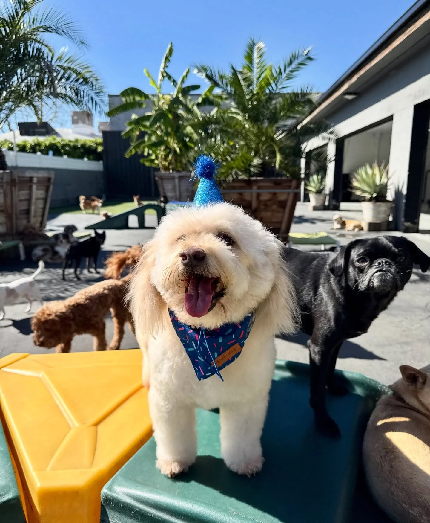 Happy 13th birthday Brady!!! 🎈🎈🎈