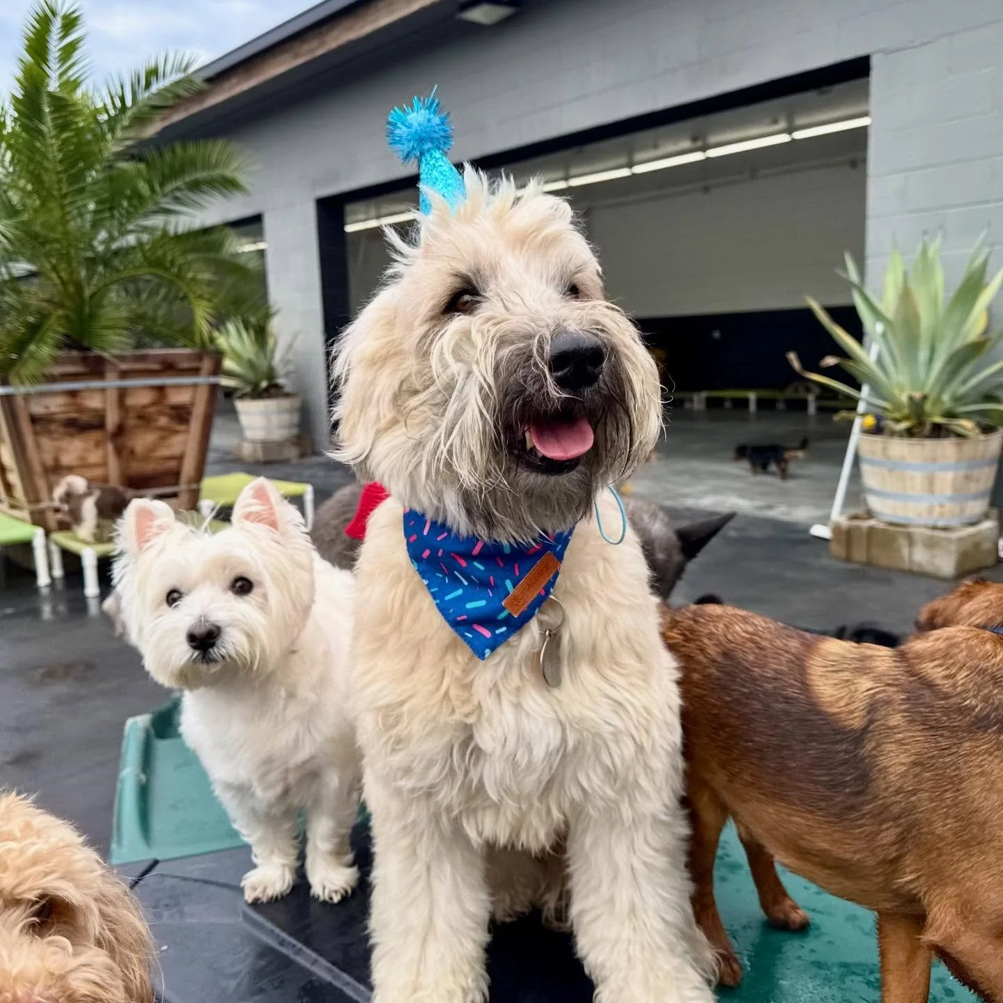 Happy Birthday Teddy &amp; Bowie!!! 💙💙💙