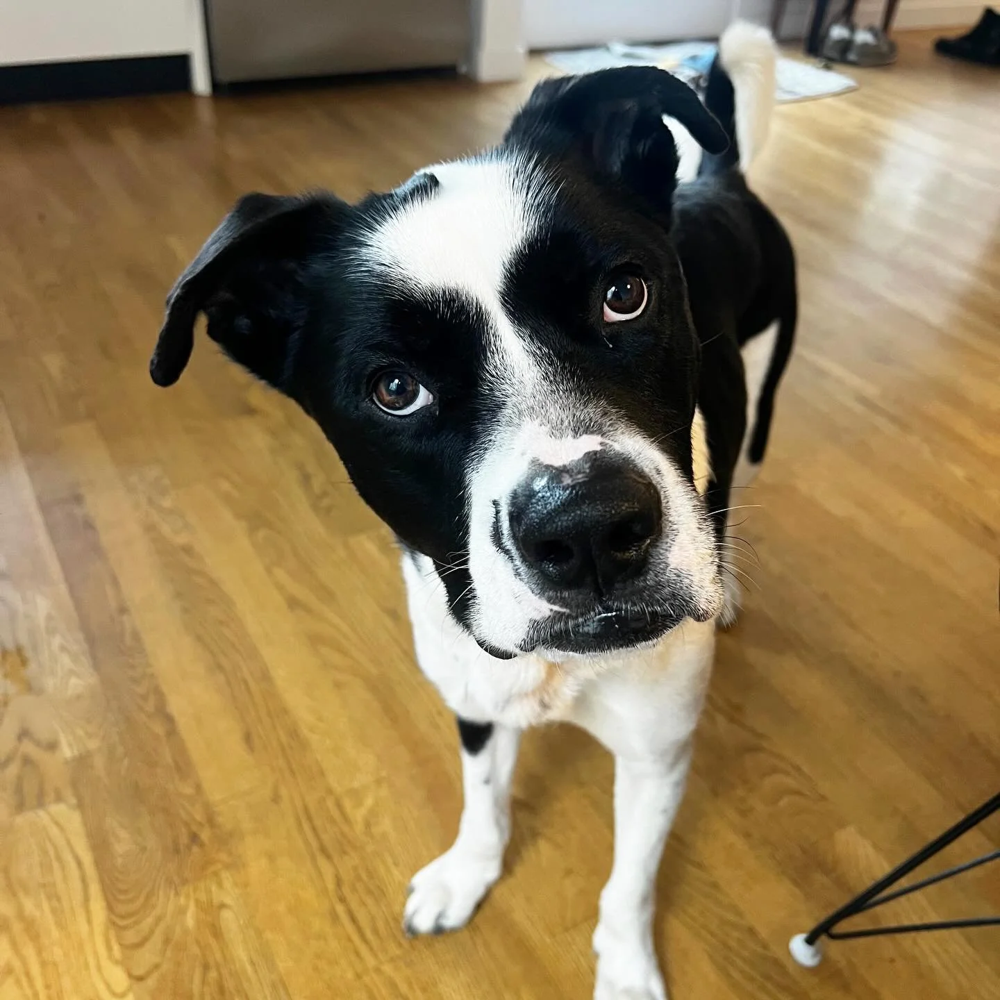 Everyone meet Oreo! 🐶 He is a 2 yr old rescue pup looking for a home thru @loveleorescue. He is a very good boy with a sweet and goofy personality. If you want to hike up a mountain, he&rsquo;s here for it; if you want to nap on the couch, he&rsquo;