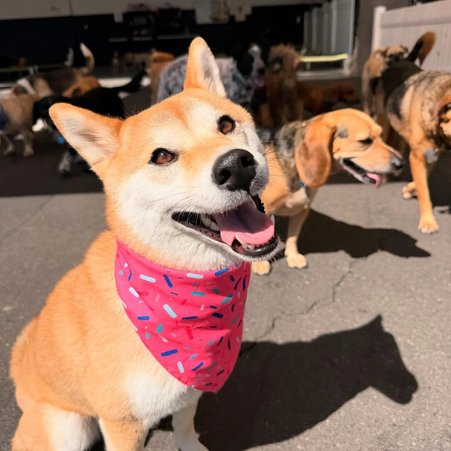 Happy Birthday Bonnie!!! 🎈🎈🎈