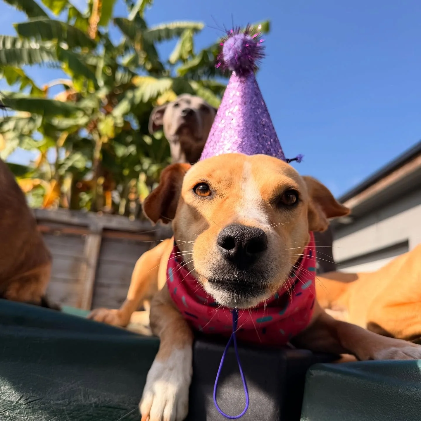 Happy Birthday Junie!!! 🎂