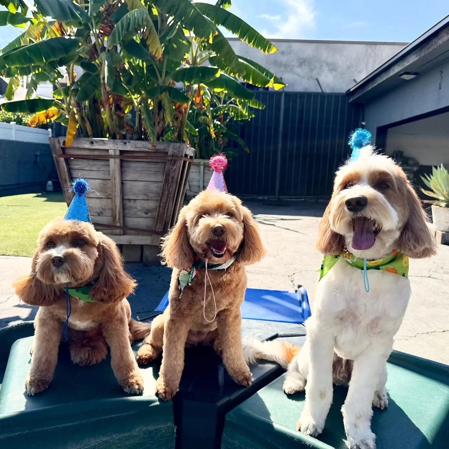 Happy Birthday Sunshine!!! 💕☀️🎂