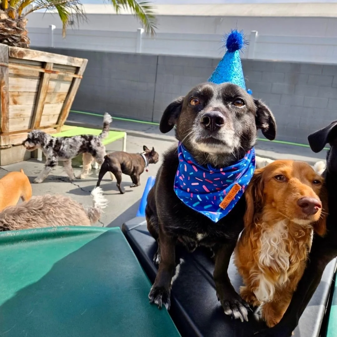 Happy Birthday Finnegan!!! 🎉🎉🎉